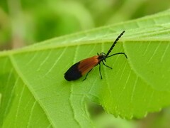 Calopteron terminale