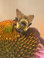 Bombus griseocollis