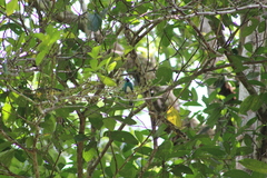 Tersina viridis