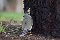 Manorina melanocephala