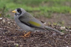 Manorina melanocephala