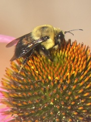 Bombus griseocollis
