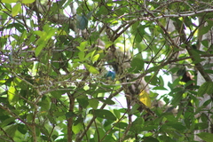 Tersina viridis