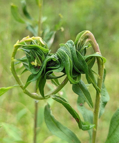 Eucosma photographed on goldenrod