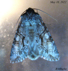 Achatia distincta