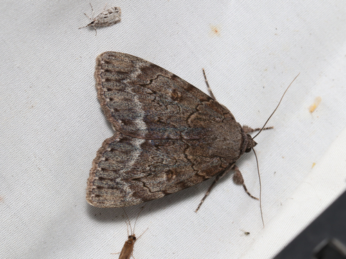 Obscure Underwing photo 4