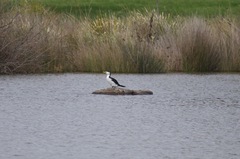 Microcarbo melanoleucos