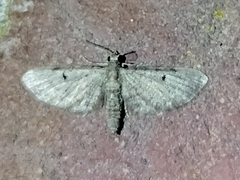 Eupithecia miserulata