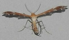 Dejongia californicus