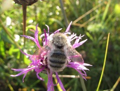 Bombus veteranus