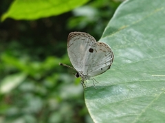 Neopithecops zalmora