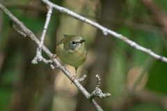 Setophaga caerulescens