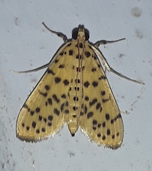 Conogethes