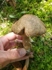 Leccinellum