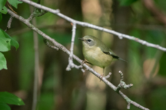 Setophaga caerulescens