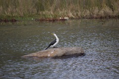 Microcarbo melanoleucos