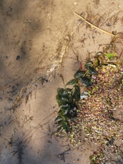 Potamogeton perfoliatus