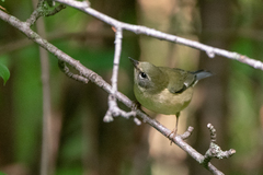 Setophaga caerulescens