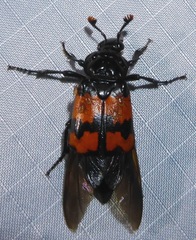 Nicrophorus