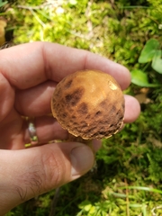 Leccinellum