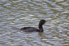 Phalacrocorax sulcirostris
