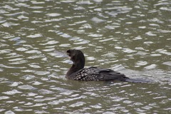Phalacrocorax sulcirostris
