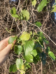 Muehlenbeckia australis