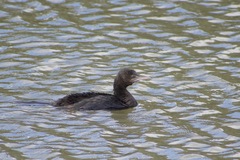 Phalacrocorax sulcirostris