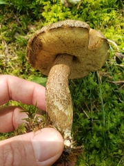 Leccinellum
