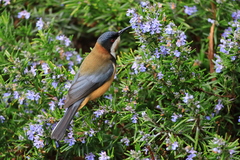 Acanthorhynchus tenuirostris