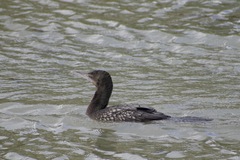 Phalacrocorax sulcirostris