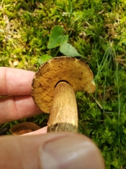 Leccinellum