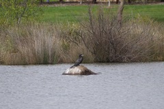Phalacrocorax sulcirostris