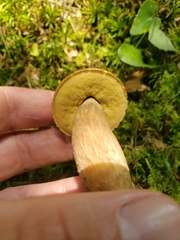 Leccinellum