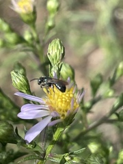 Ceratina calcarata