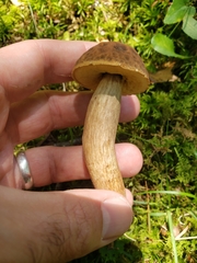 Leccinellum