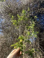 Muehlenbeckia australis
