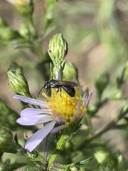 Ceratina calcarata