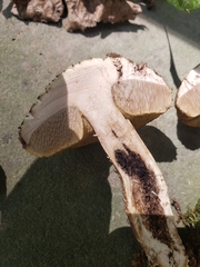 Leccinellum