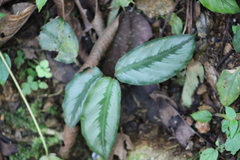 Marantaceae