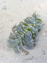 Potamogeton perfoliatus