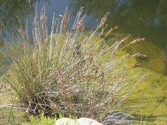 Juncus acutus leopoldii