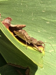 Acholla multispinosa