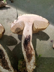 Leccinellum