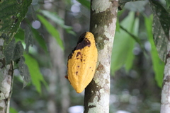 Theobroma cacao