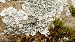 Myelochroa aurulenta