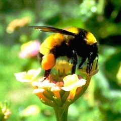 Bombus sonorus