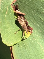 Acholla multispinosa