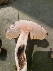Leccinellum