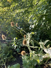 Dipsacus fullonum